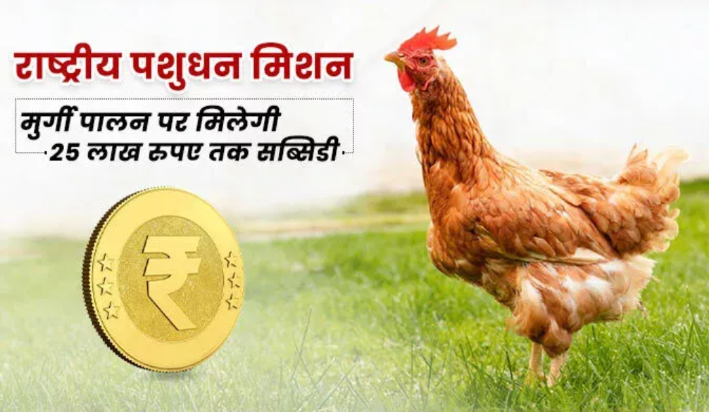 Poultry Subsidy Scheme: मुर्गीपालन के लिए सरकार देगी 25 लाख तक की सब्सिडी, जानें पात्रता व आवेदन प्रक्रिया
